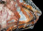 Beautiful Araucaria Petrified Wood Slab - x #6773-1